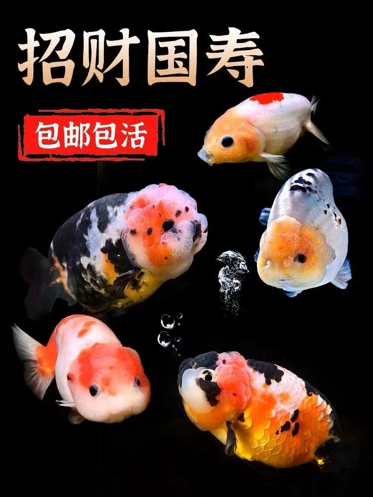 兰寿，玛丽泰狮，元宝金鱼观赏鱼