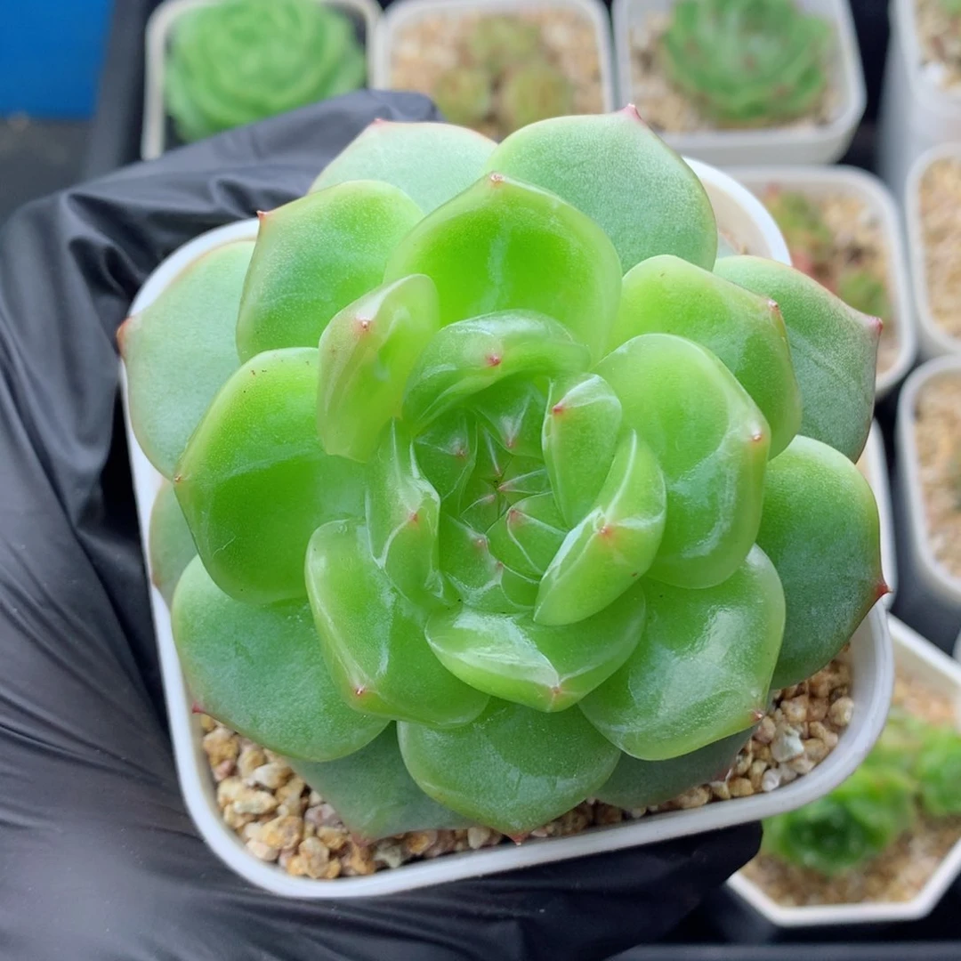 58包邮  群生不包整海洋之星49