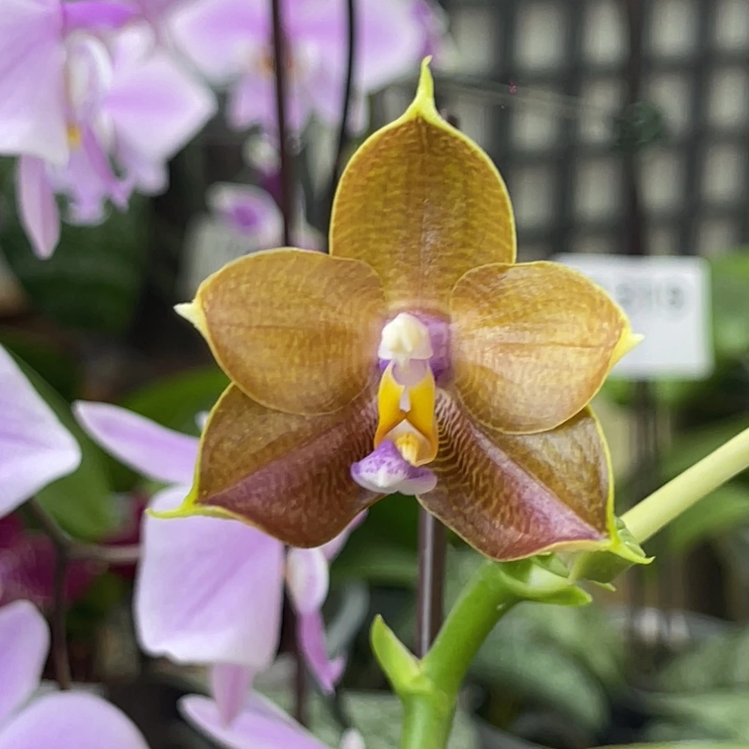 完全开放弥陀241-998