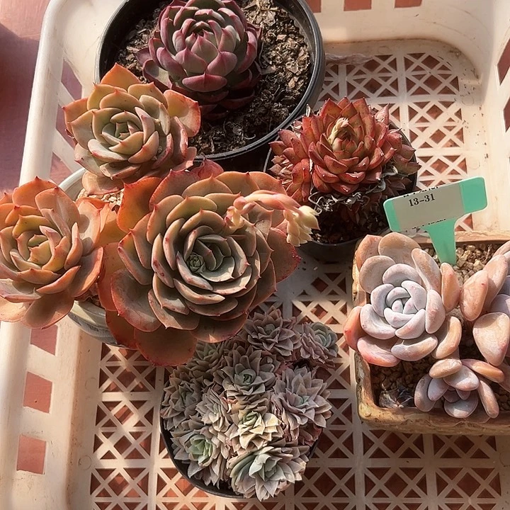 13.31一筐多肉植物