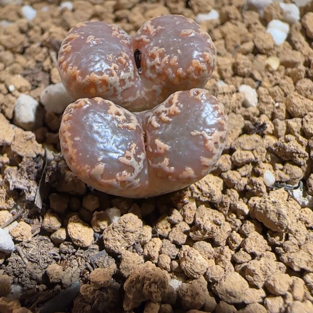 肉锥多肉植物组合-3km勋章1521