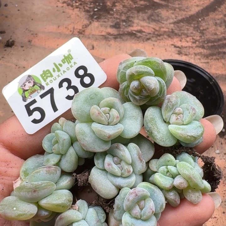 ¥***多肉植物多肉植物