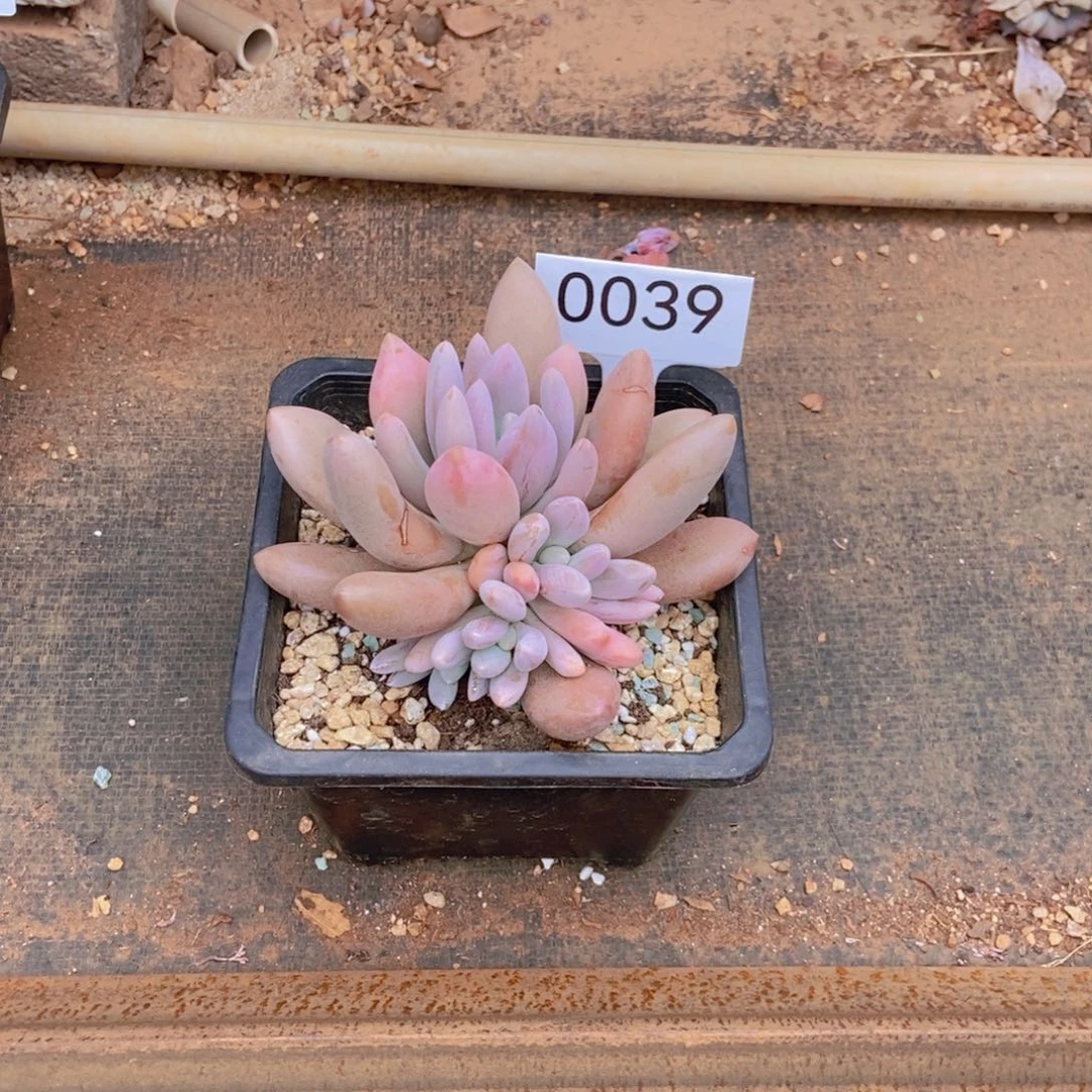 0039虞美人原始。