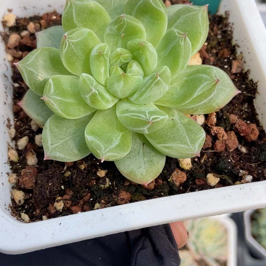 1562雪花珍妮多肉植物