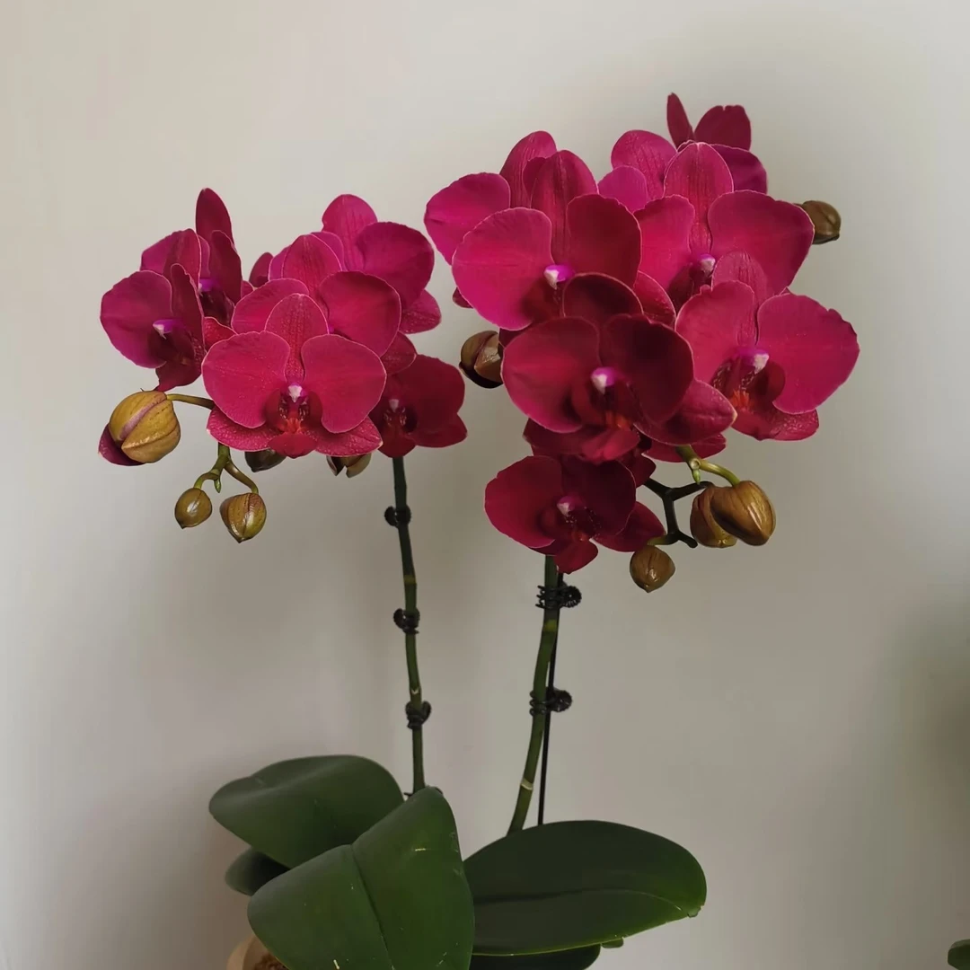 大花蝴蝶兰【蒙特勒】3.5 寸杯带花剑宵花洋兰类仅是苗