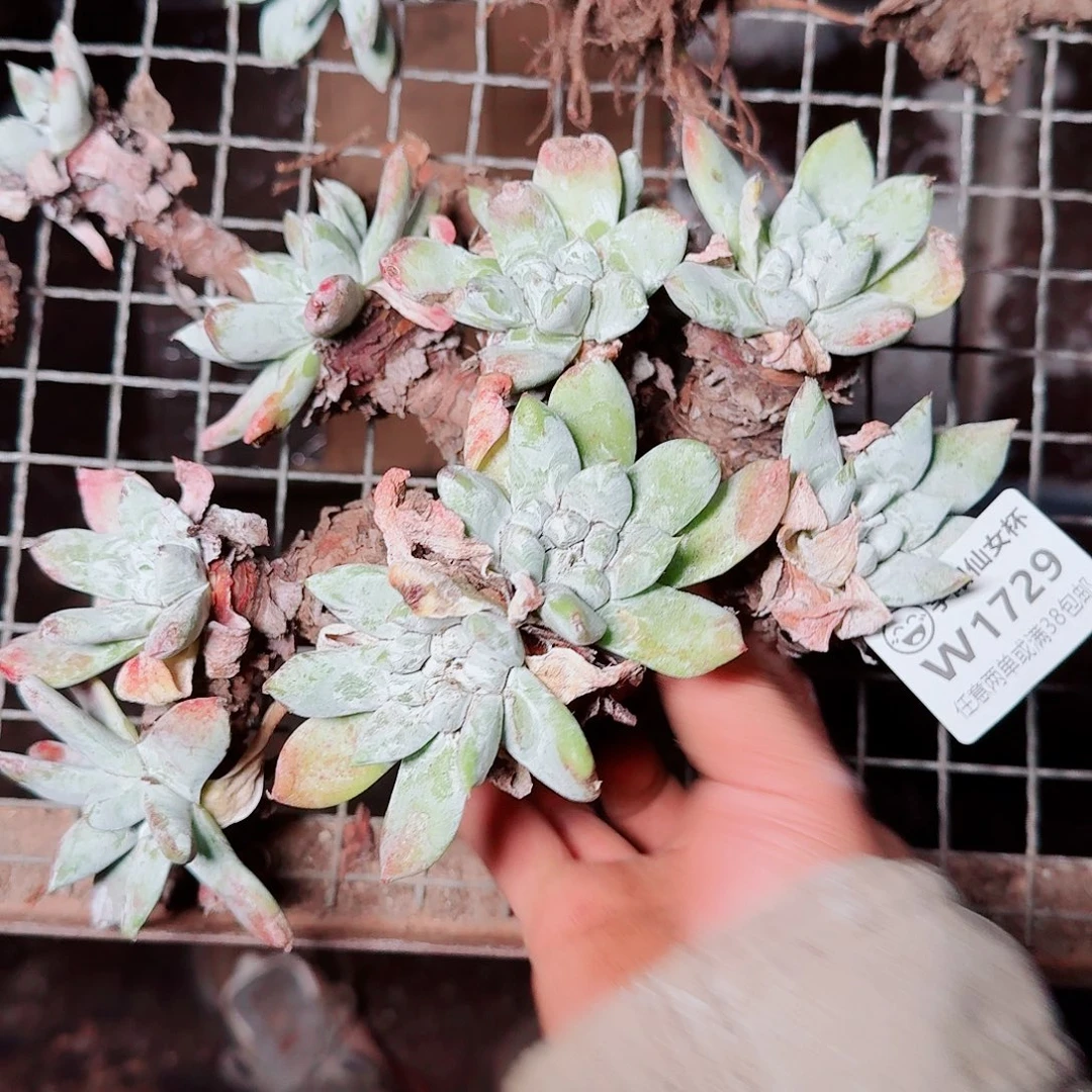 1729瑕疵苹果拇指仙女杯多肉