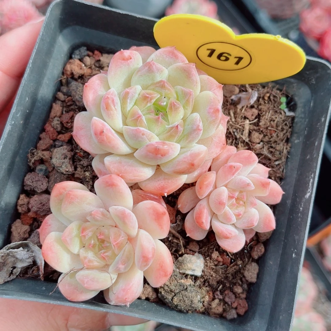 161号小老桩秘境冰魄群