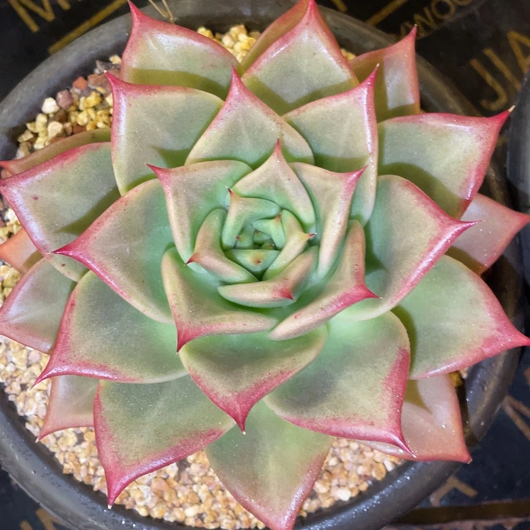 多肉植物一物一拍