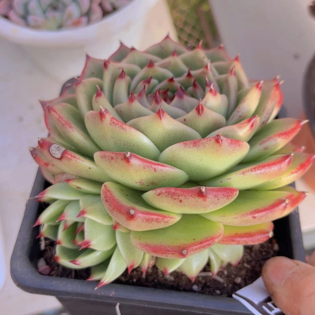 托斯卡杂3025多肉植物