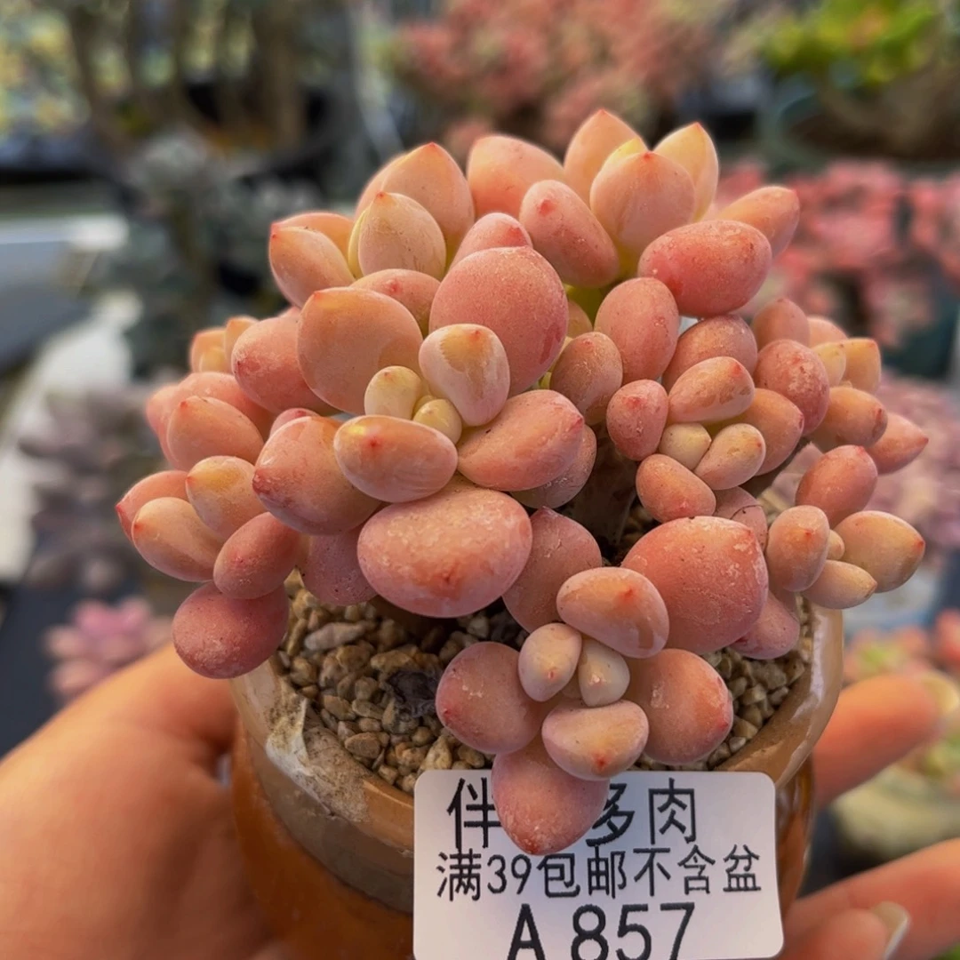 857-樱花洛神多肉7cm