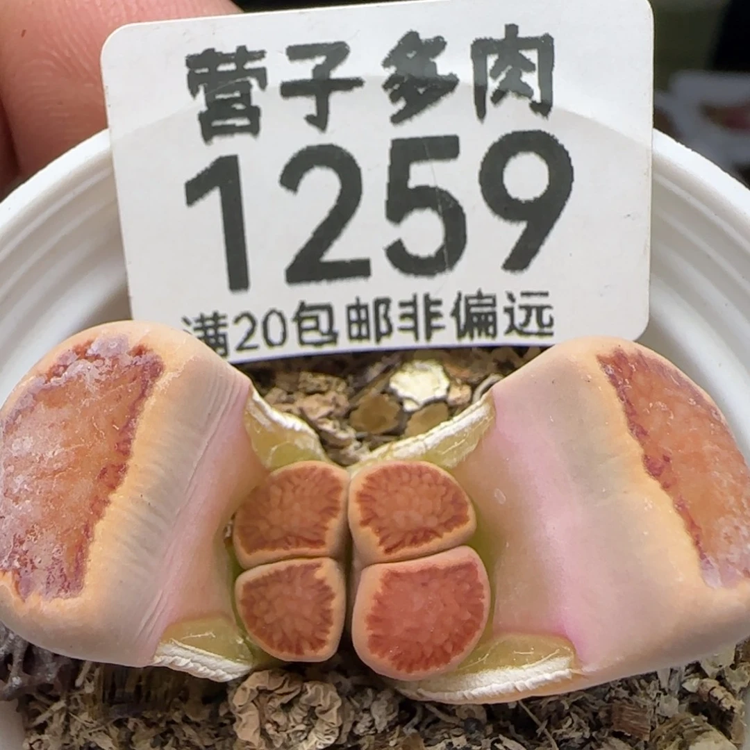 带盆土。