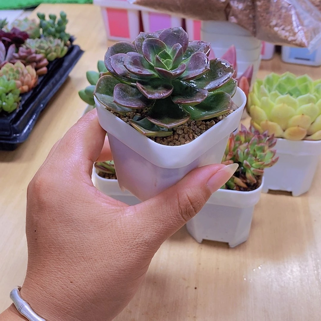无花朵多肉植物巧克力方砖三颗送八角盆土