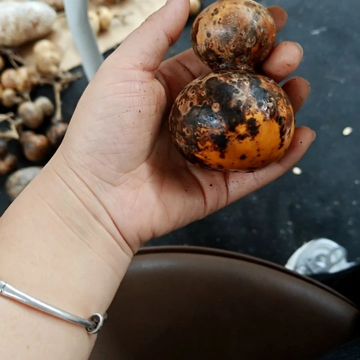 大叶紫檀（黑酸枝木类）