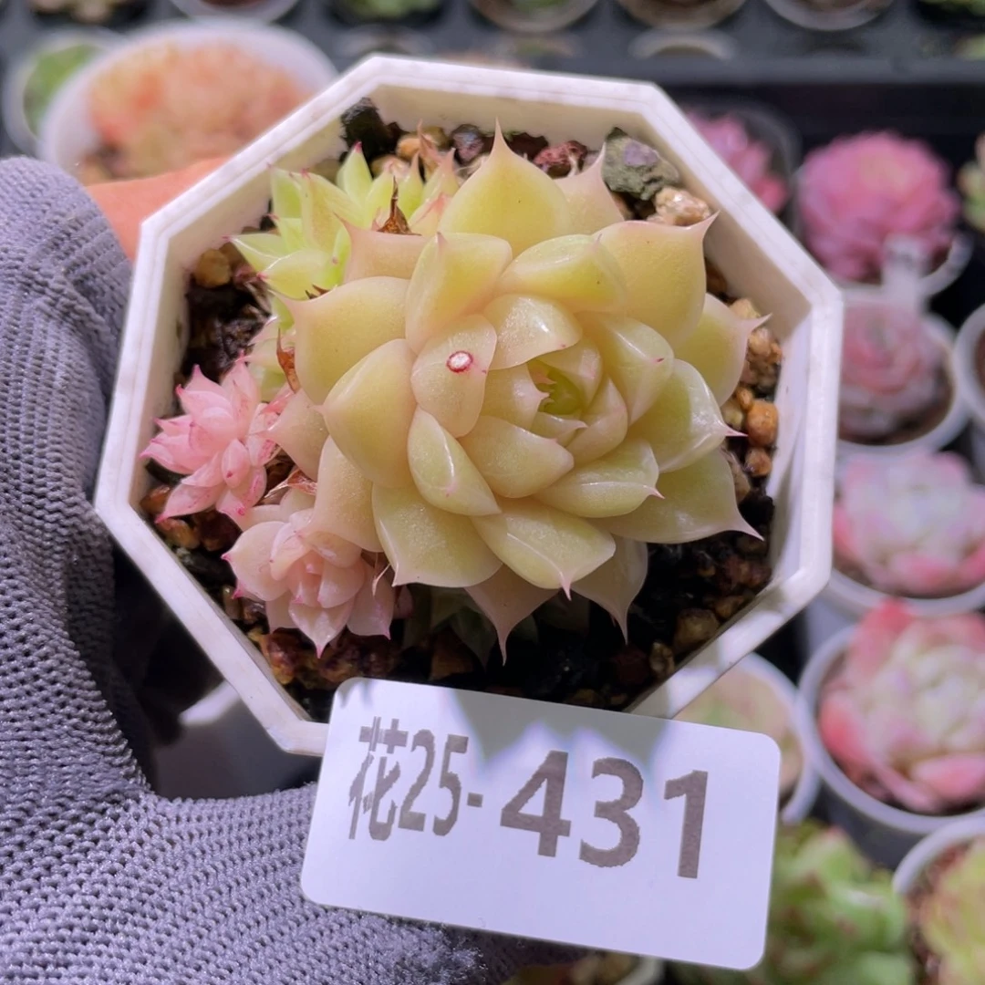 花利美25-431麦秆群