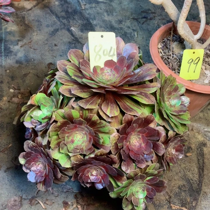 804花月夜多肉一物一拍