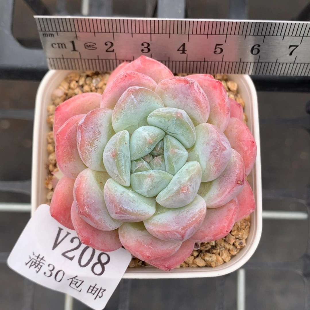 208。厚梦。带崽白粉渐变