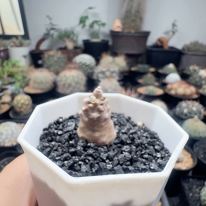 蛮鬼塔厚墩菊带盆发货