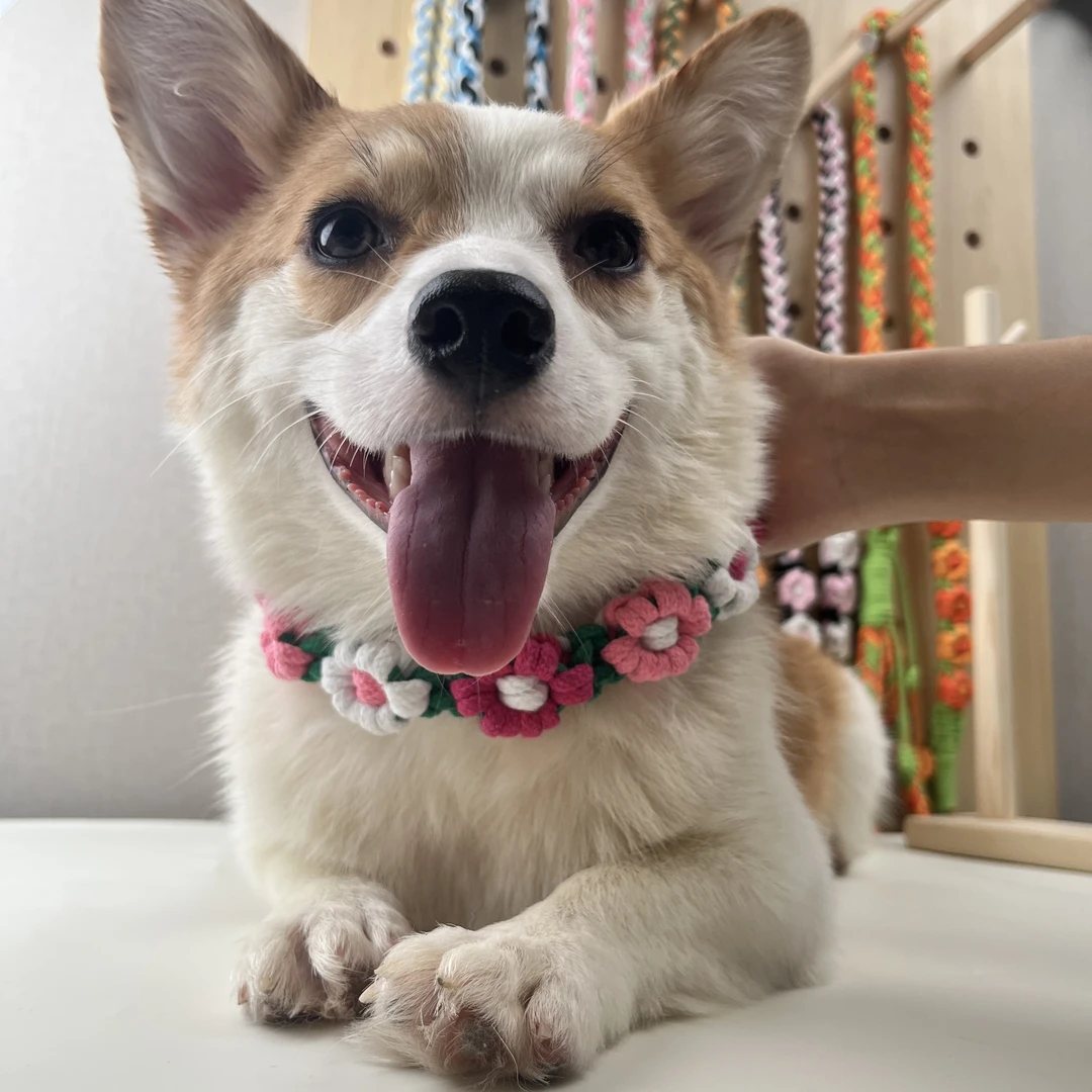 【项圈成品】手工编织宠物项圈可爱花朵装饰猫咪狗狗通用颈圈