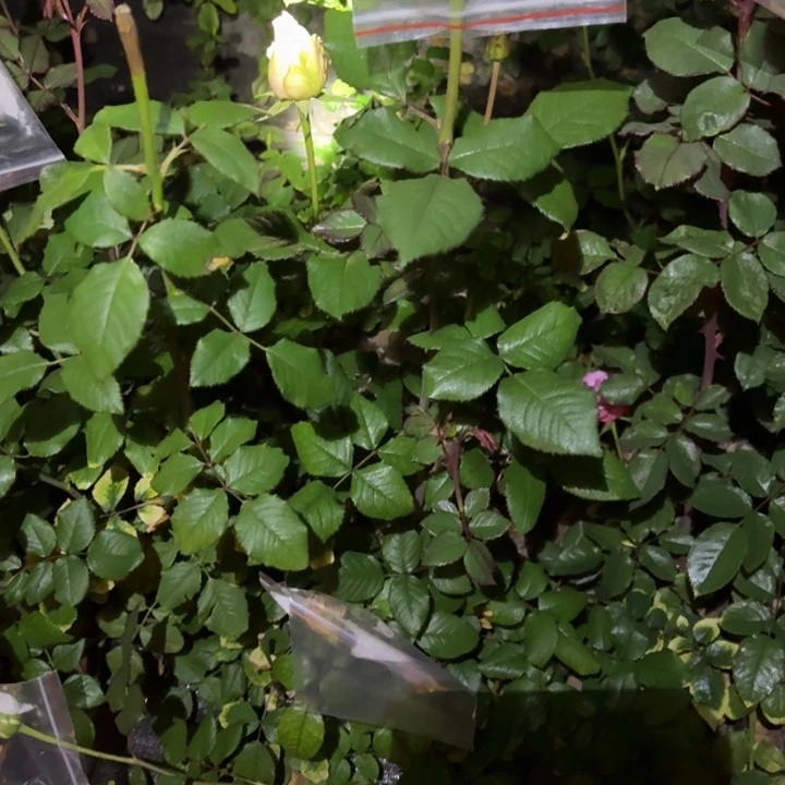 无花朵114裸根苗小