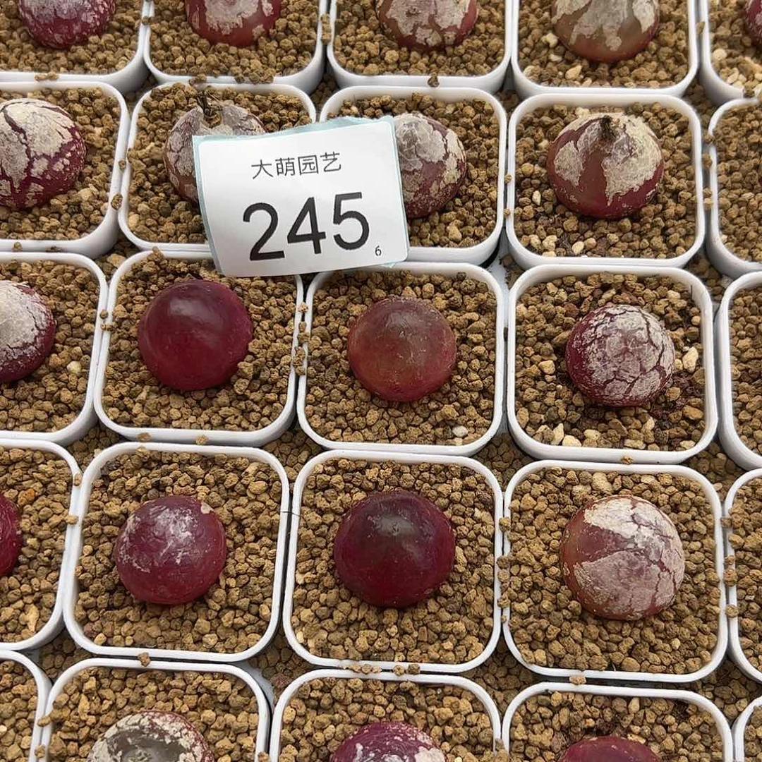 0000245量拍大灯泡2颗尺寸2.0上下脱土发