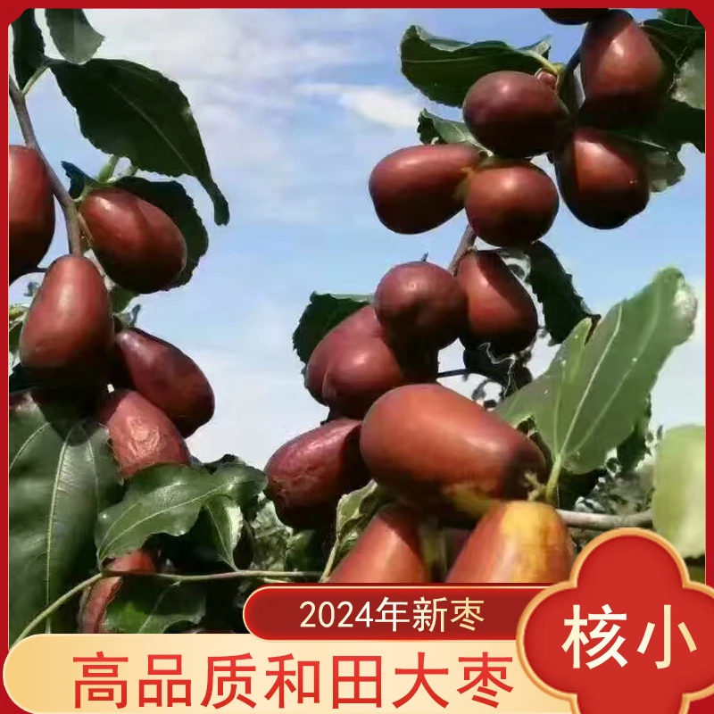 新疆和田原生态吊干枣不清洗新疆产地直发包邮（小特级 ）