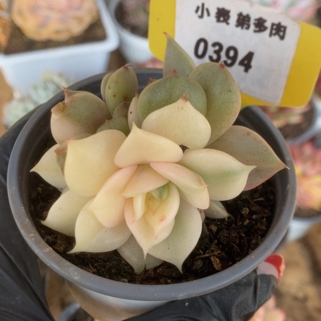 394贝加尔湖锦锦锦锦锦