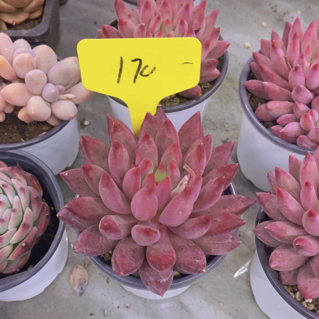 哈*米开心多肉植物多肉