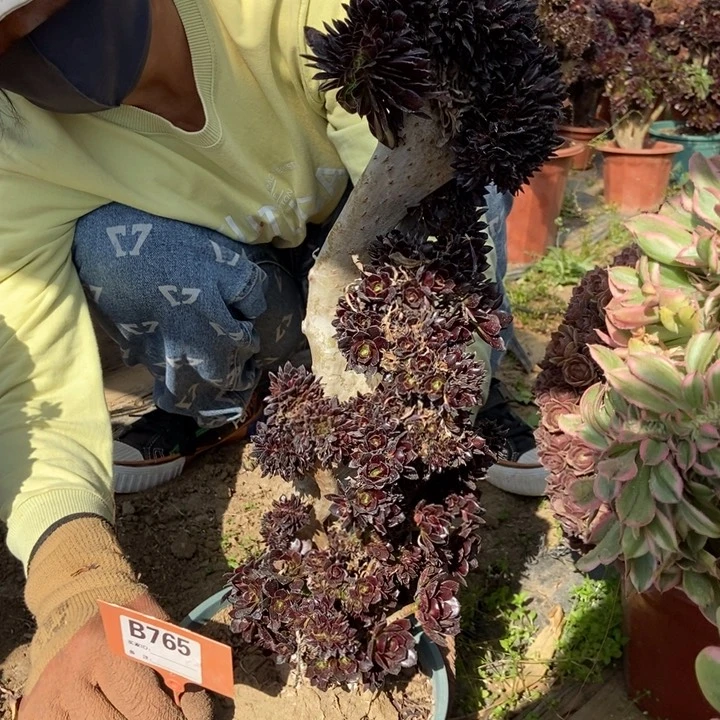 用****0765黑缀老桩老桩