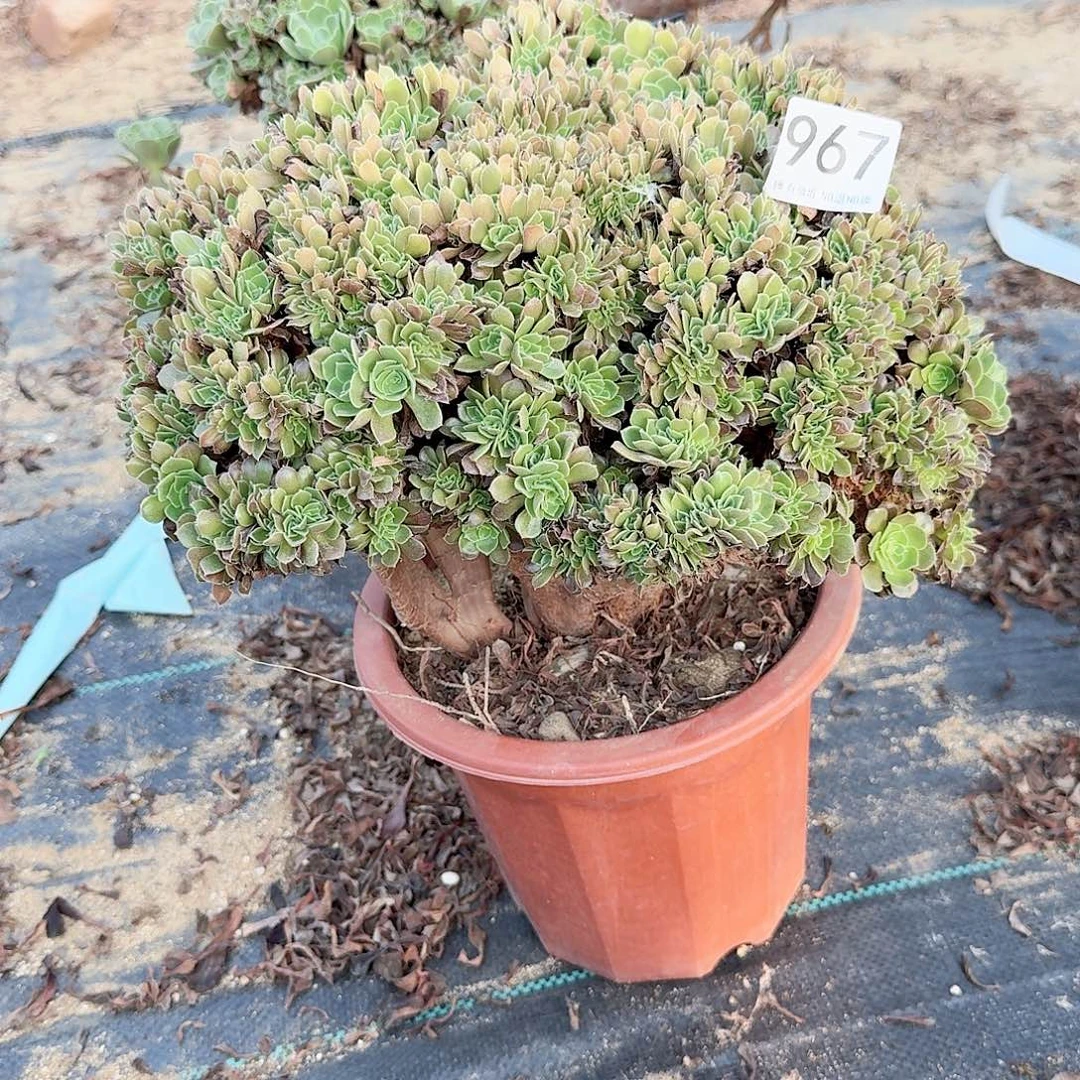967玫瑰朵朵一颗呀呀
