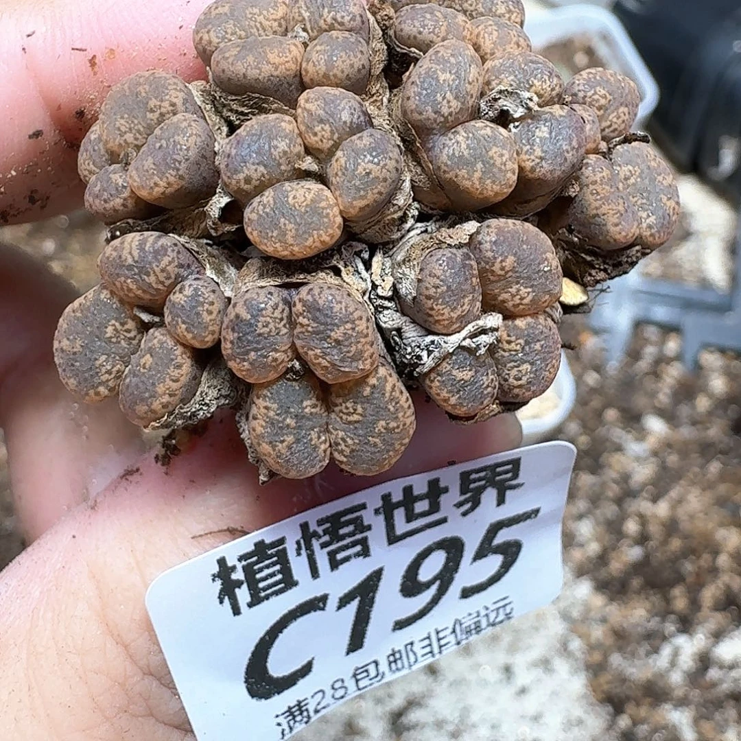 多肉植物的润泽风格