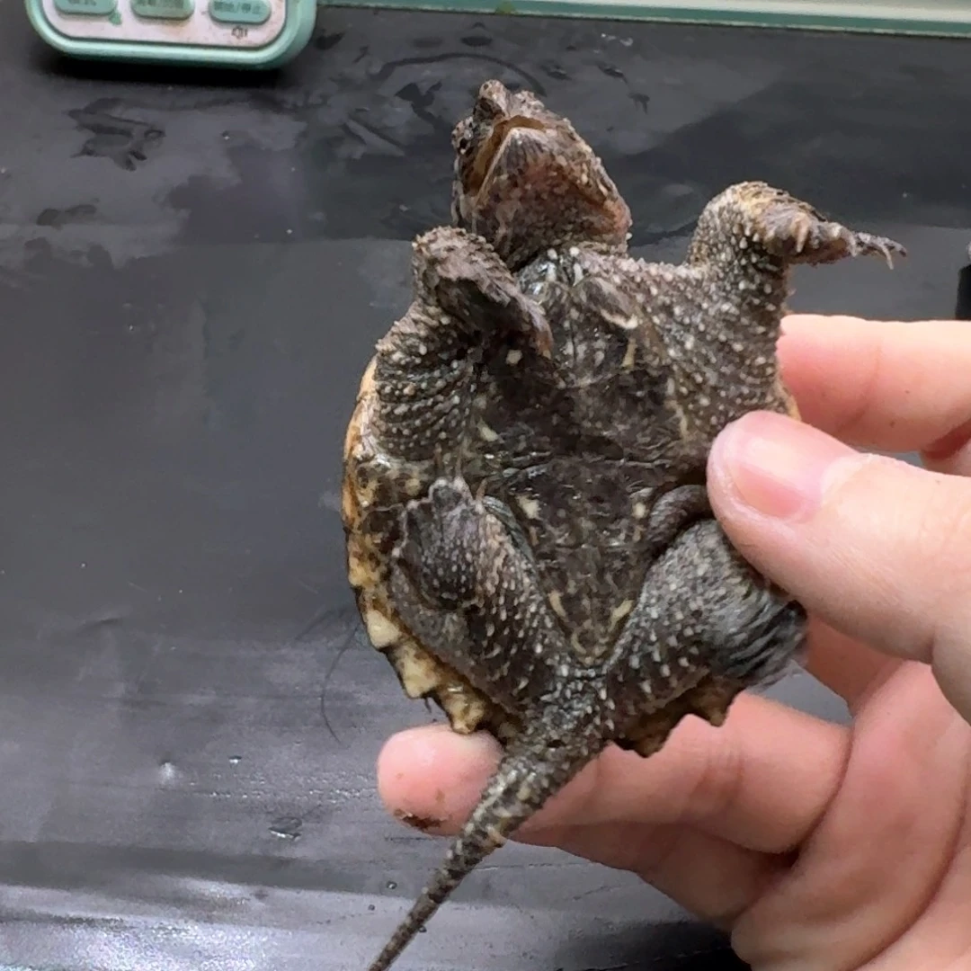 宠物龟不分公母111