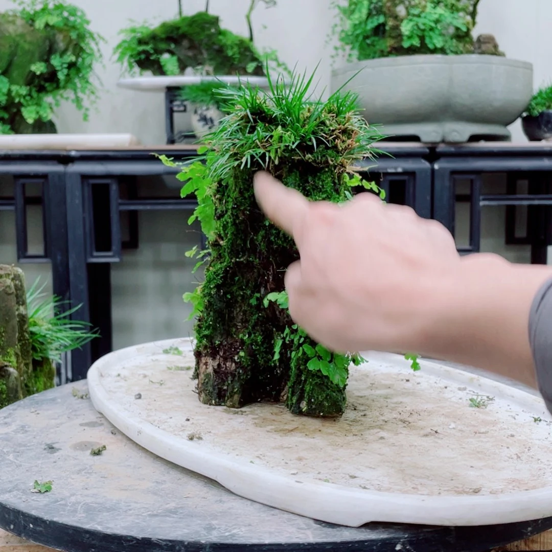 无铅玻璃用**华铁线蕨