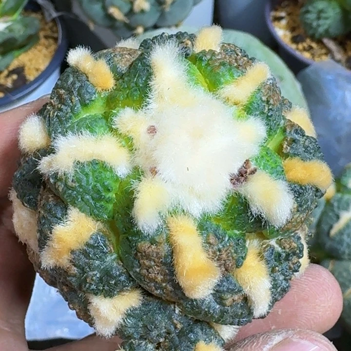 无花朵嘎**～福利苗接连山350