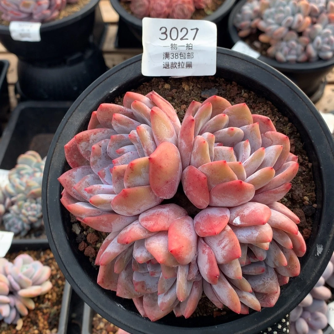 13厘米四头蒙特3027