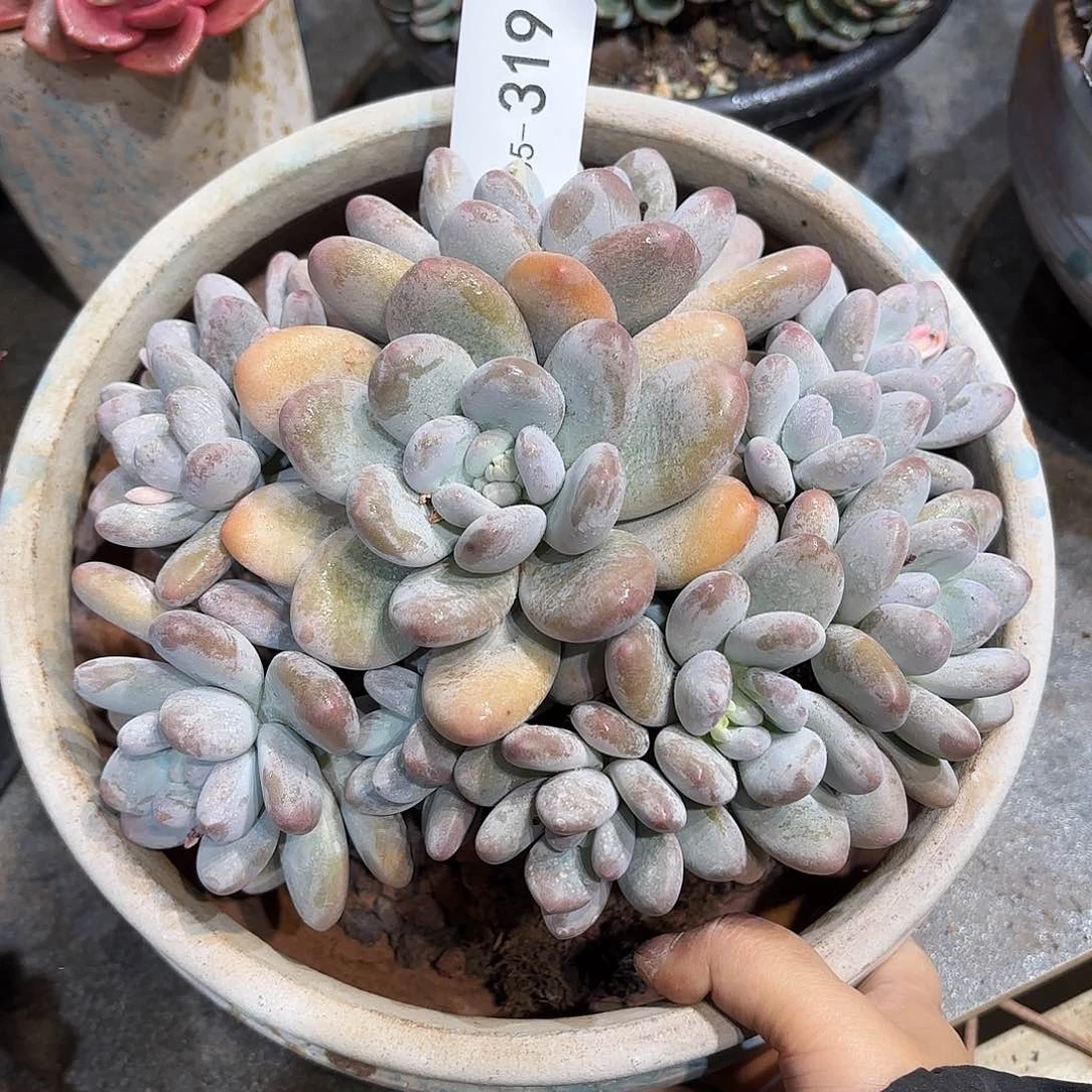 同温层多肉香水319