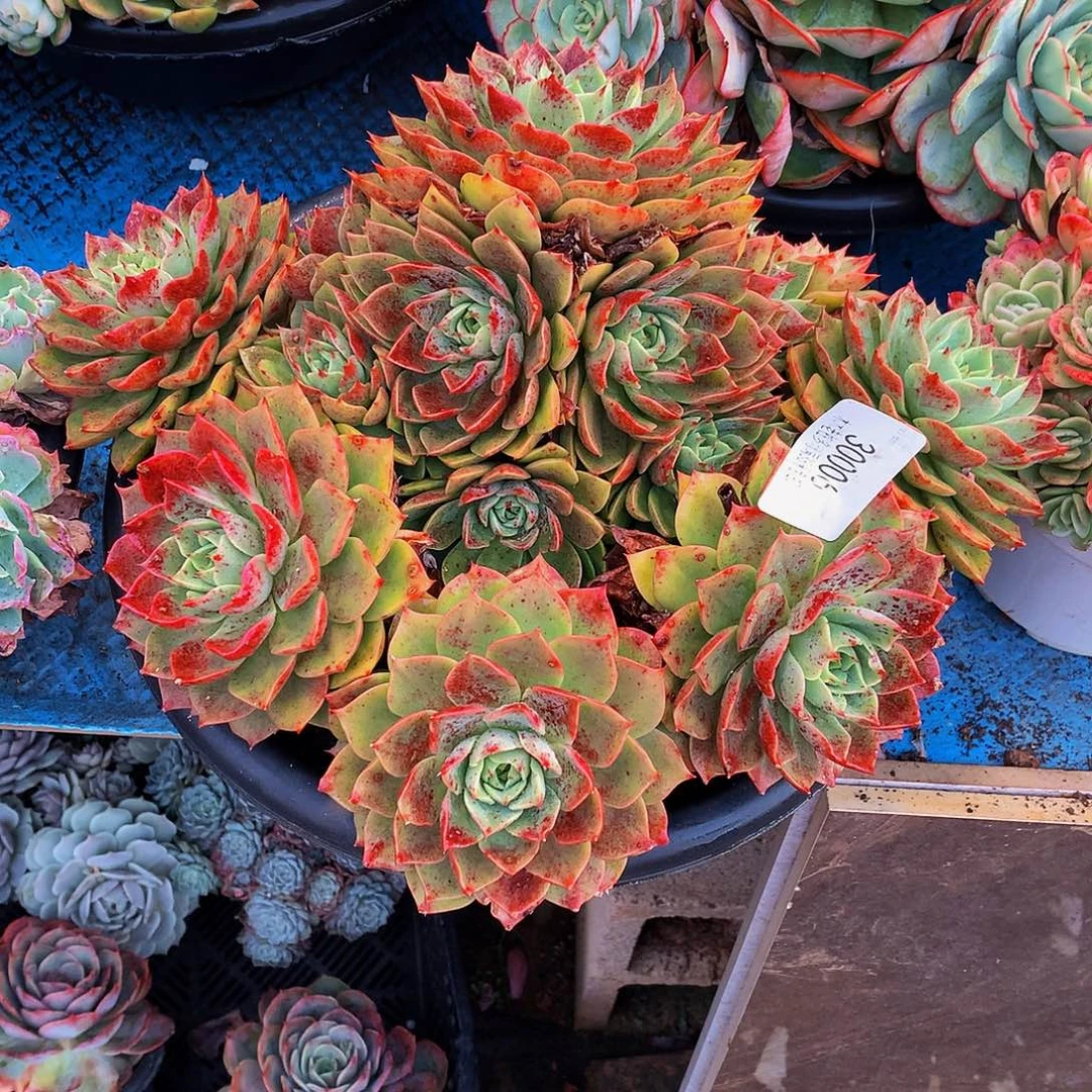 ৡ***࿐   贝拉多肉30006