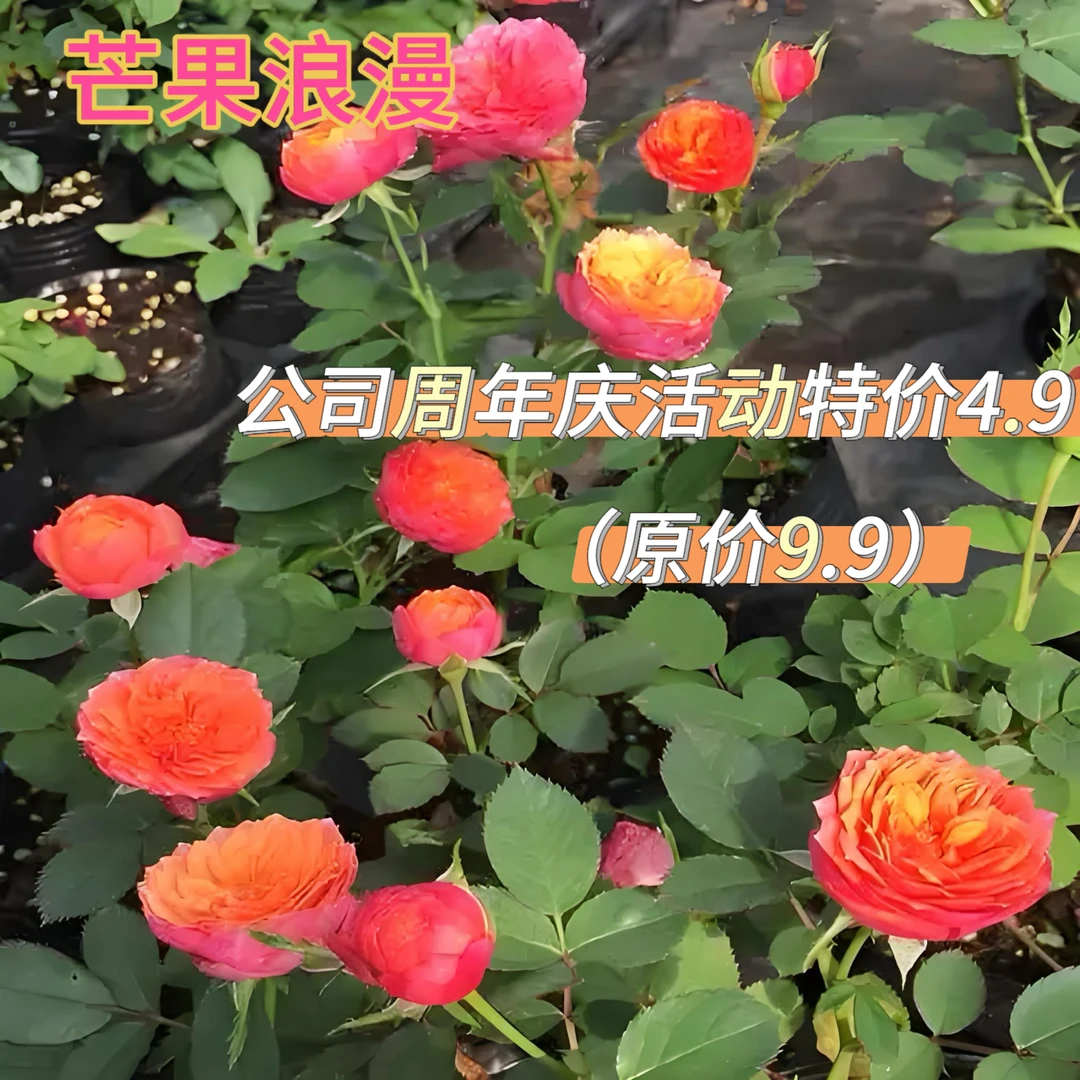 【花心思】2盆芒果浪漫月季花苗适合庭院阳台