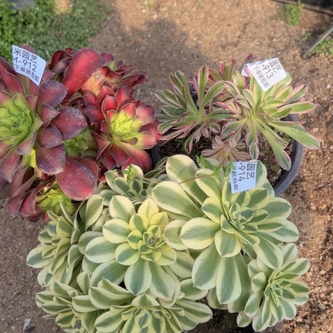 韶华v锦绿豆沙组912-13-14