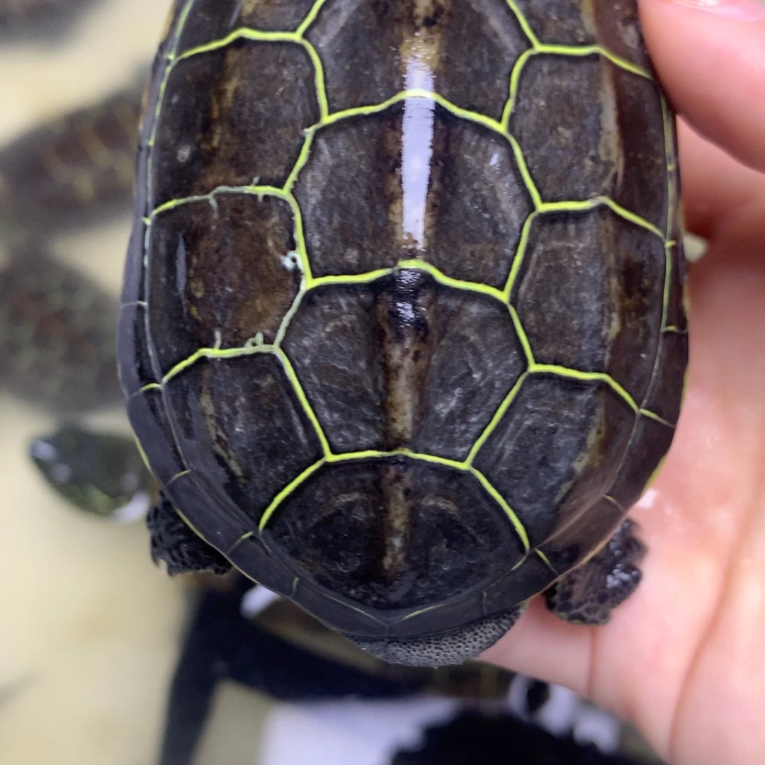 绿毛龟母中华草龟不分公母