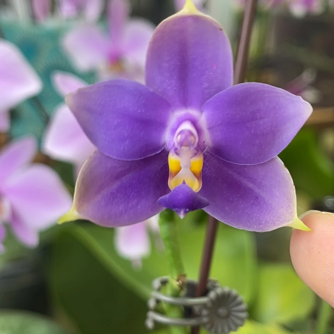 完全开放圆狗-861-浓香