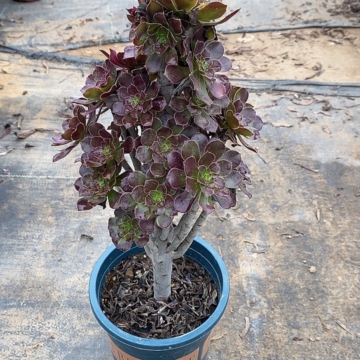 黑法40多肉植物法师法师法师