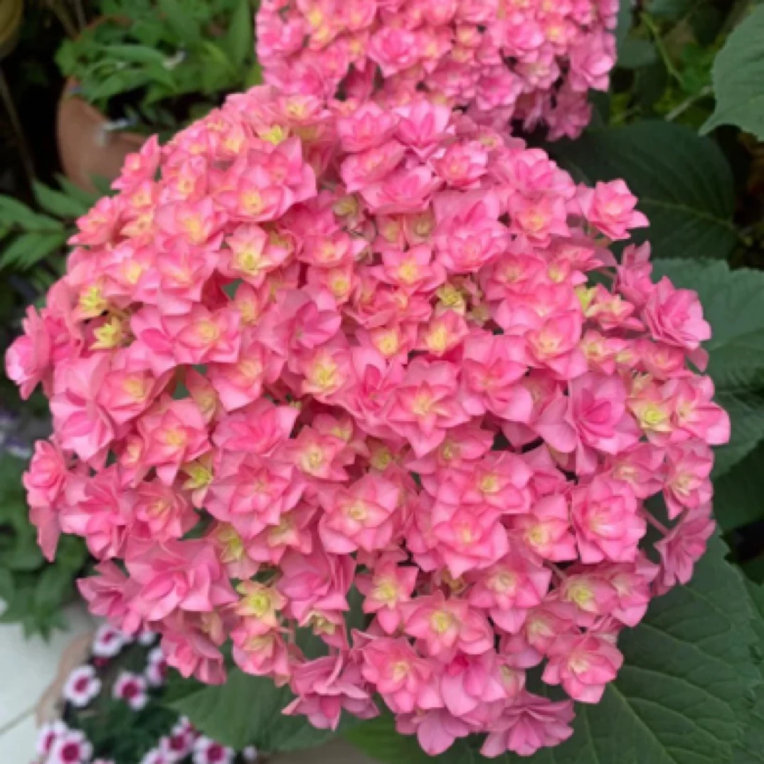 【太阳神殿】进口重瓣大花绣球品种