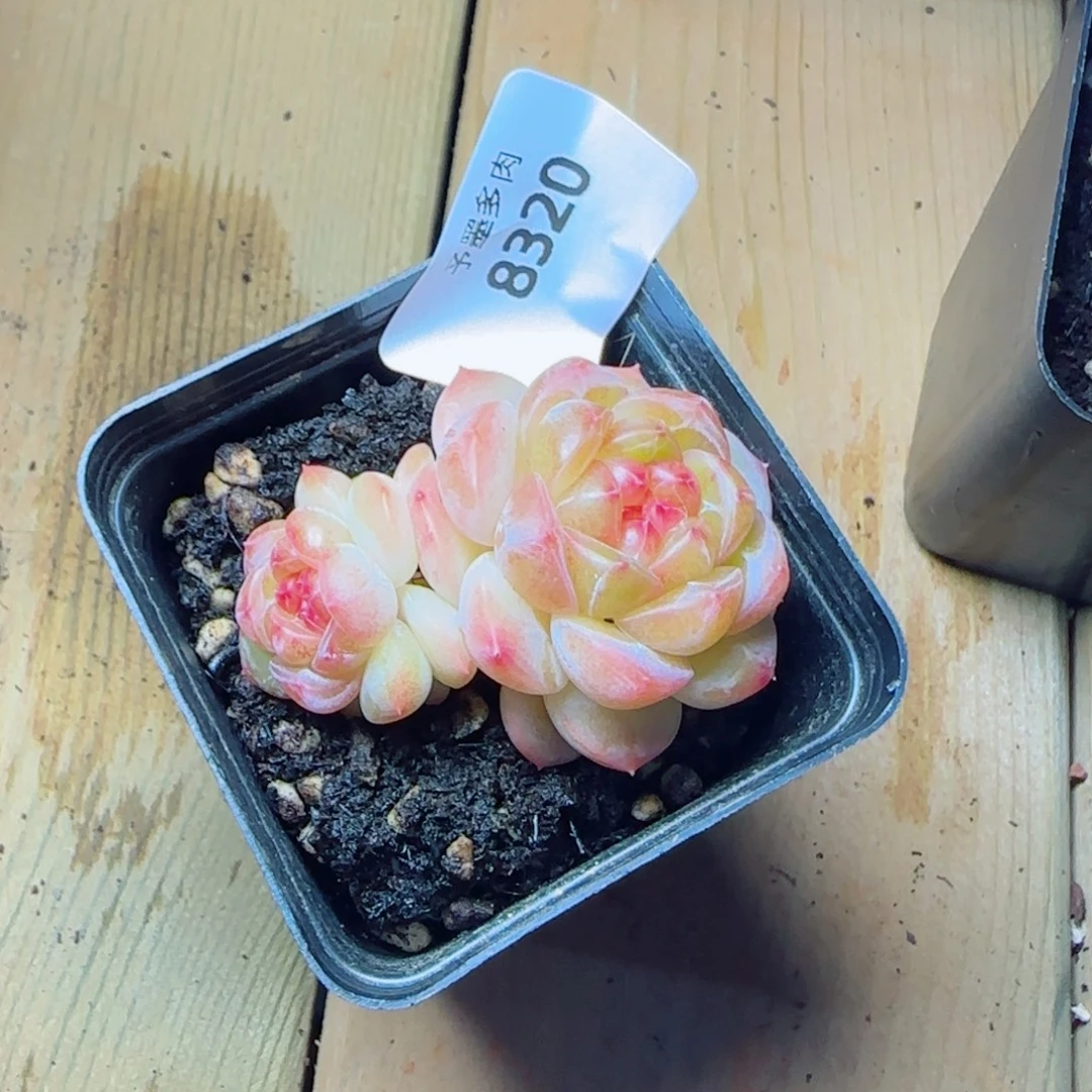 拿铁奶沫，8320多肉植物
