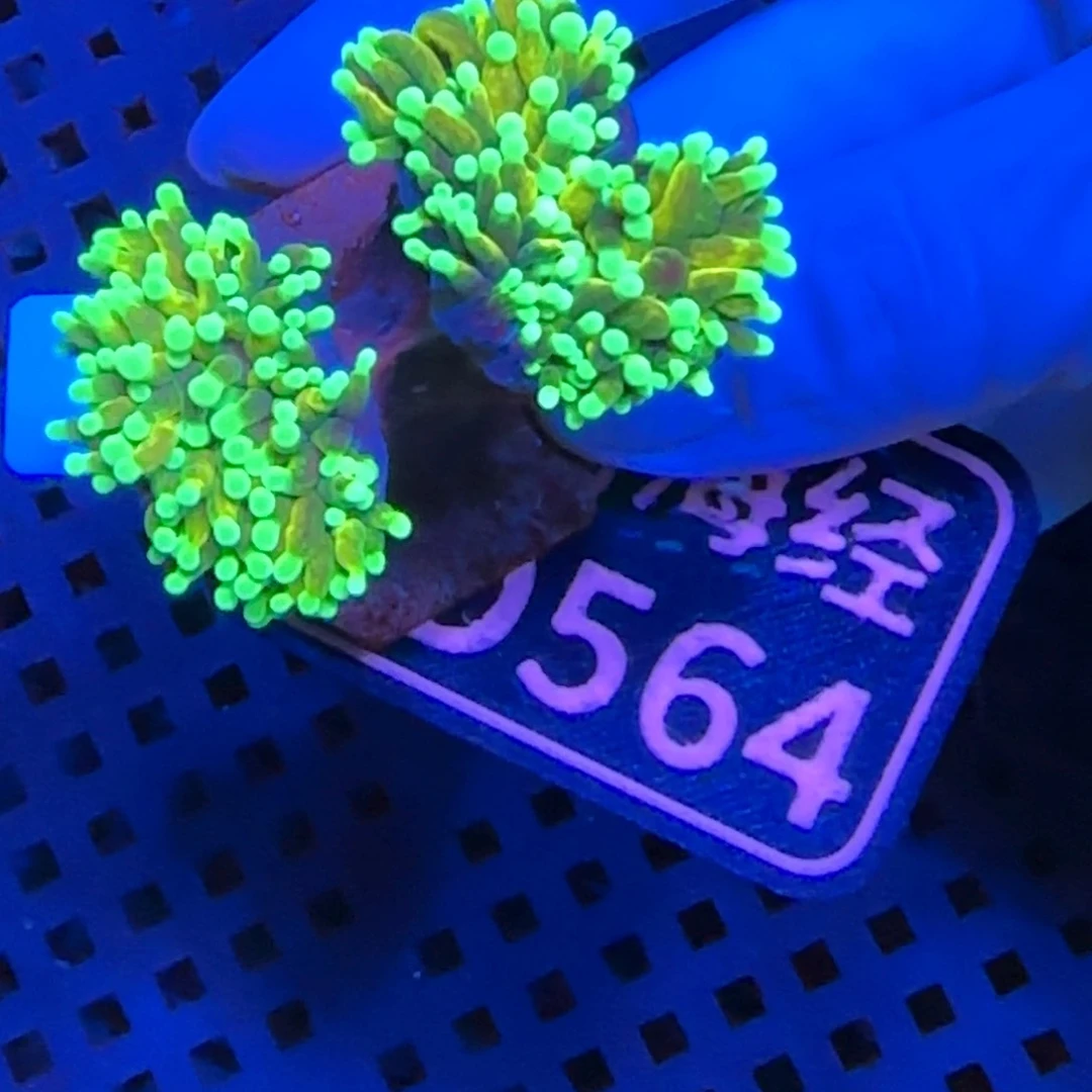 L***n纽扣珊瑚又又不包邮发色差肉短仙本那霓虹金D564