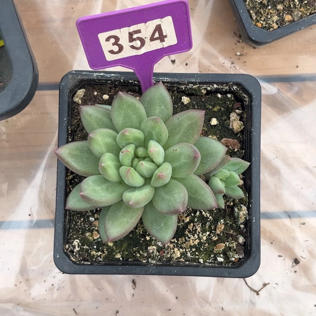 多肉植物米奇林354