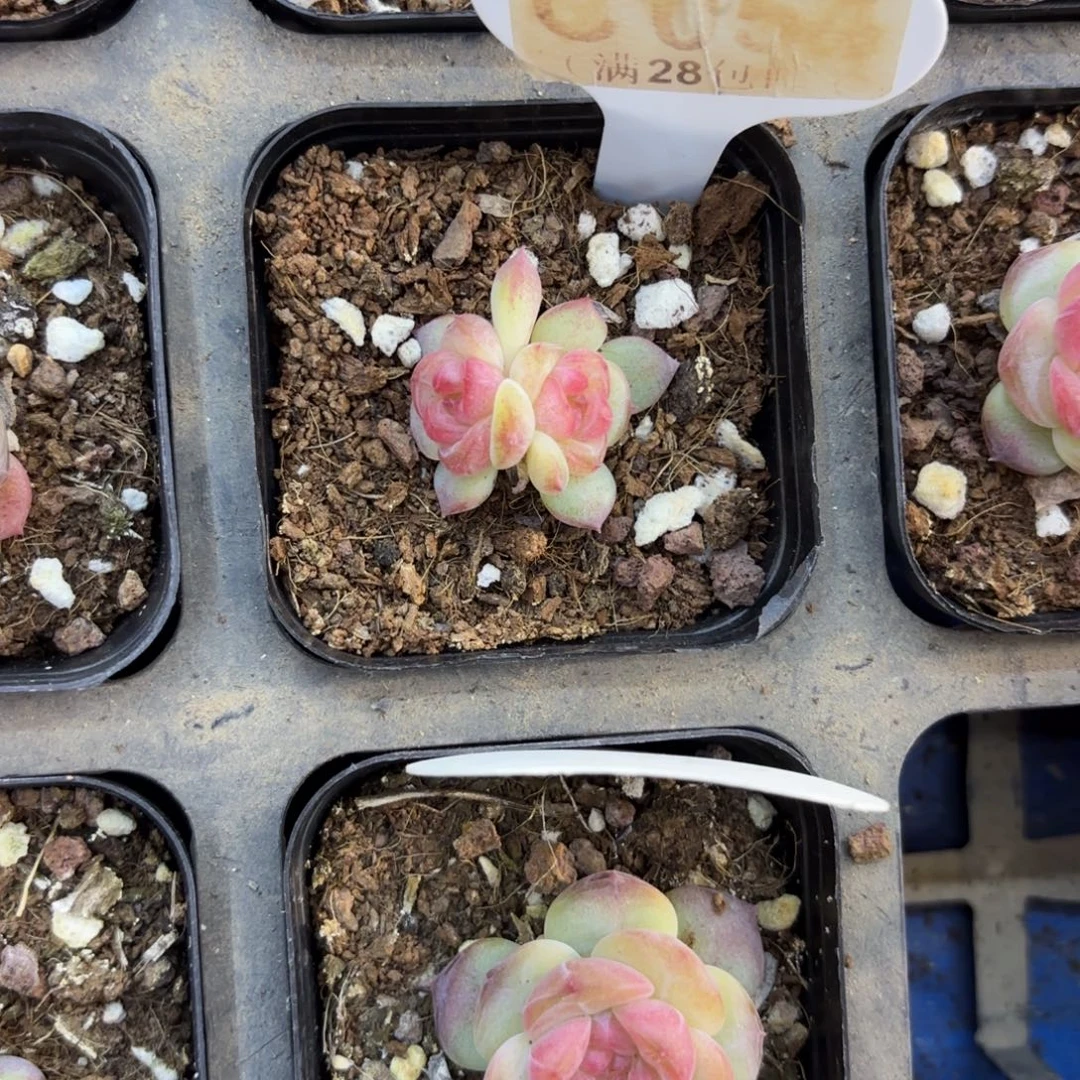 C653奶芙一物一拍