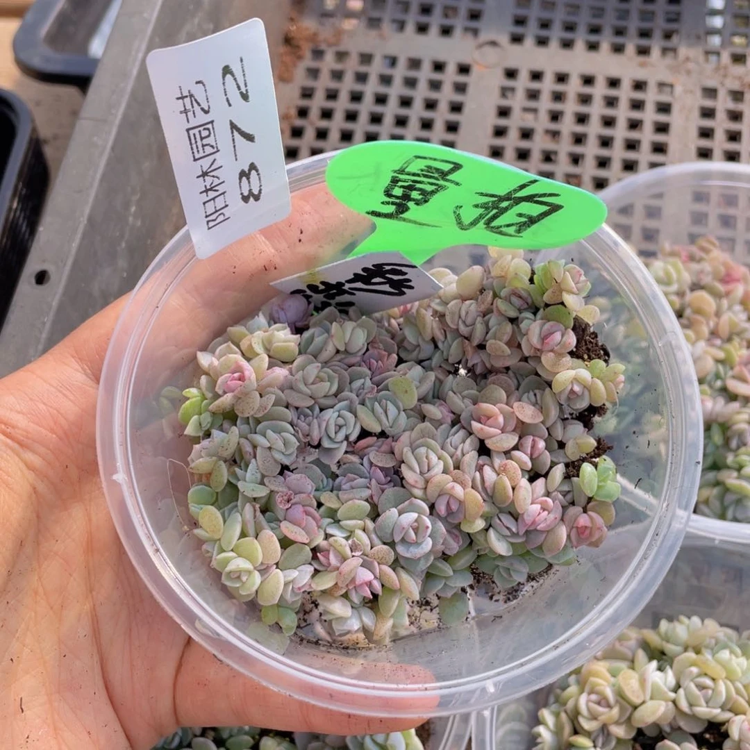 量拍多肉植物多肉植物872