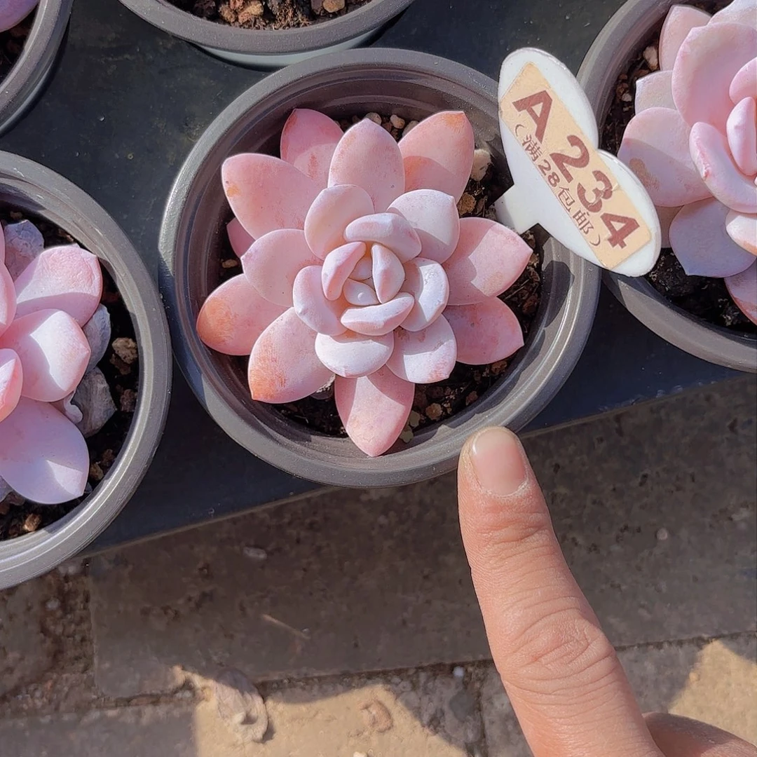 A234粉雪莲yi eu yi pai