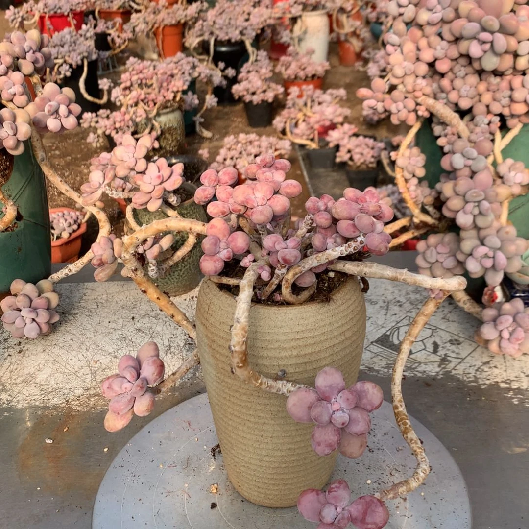 桃蛋老桩不带盆29号