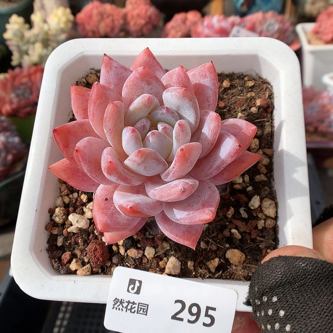 295雪天使多肉植物666